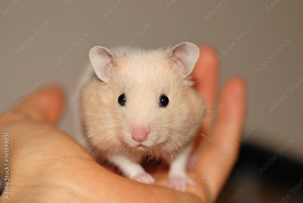 Cream colored Golden Hamster Cream colored Golden Hamster