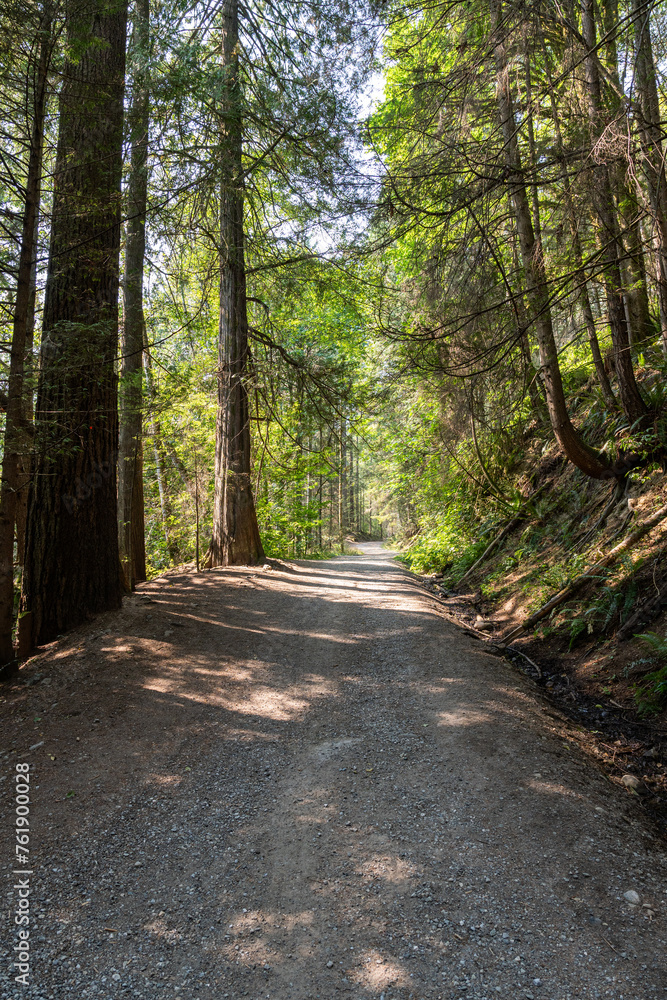 Obraz premium summer forest road in the Canadian park with green trees