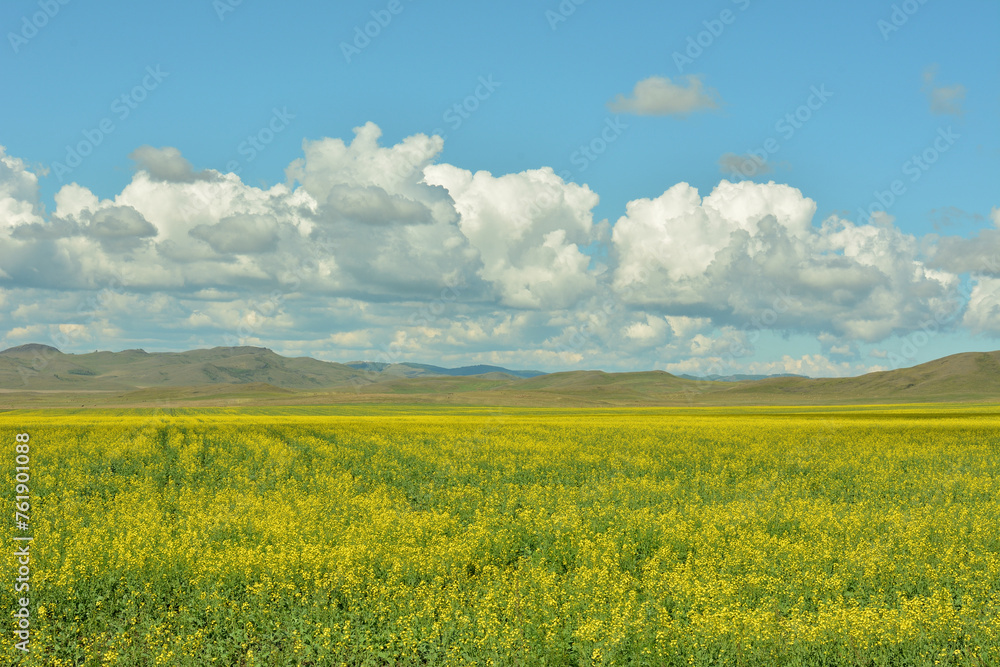 A vast field of yellow-flowering rapeseed under a cloudy summer sky at the foot of a range of high hills. A vast field of yellow-flowering rapeseed under a cloudy summer sky at the foot of a range of high hills.