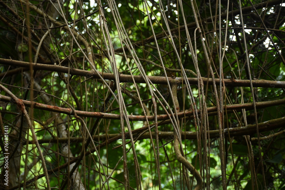 Obraz premium Bejucos o lianas