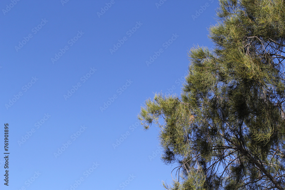 Casuarina she-oak pine tree against a blue sky background Casuarina she-oak pine tree against a blue sky background