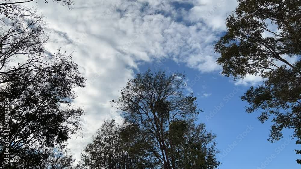 Time lapse of three big trees and natural cloudy sky. There were white clouds moving quickly. Time lapse of three big trees and natural cloudy sky. There were white clouds moving quickly.