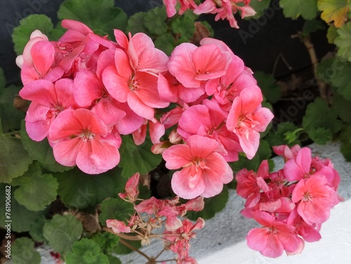 Foto pink flowers,Flores  de color rosa