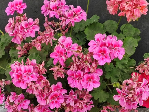 Foto several pink flowers, varios de flores de color rosa