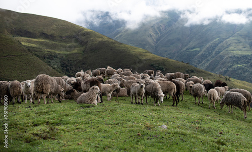 flock of sheep