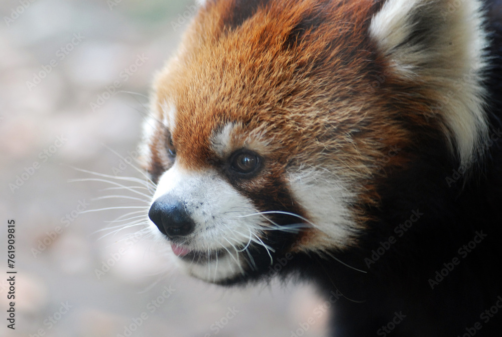 Obraz premium Adorable Red Panda