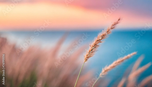 grass stem by serene sea at sunset with watercolor backdrop