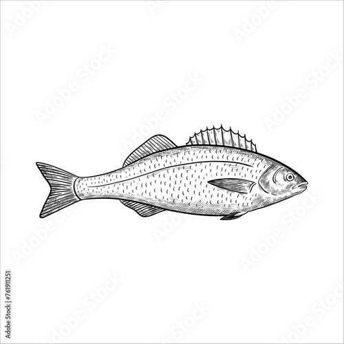 Sea bass fish. Isolated design element. Vector illustration in black and white engraving style.