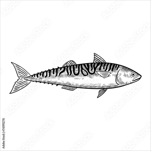 Mackerel fish. Isolated design element. Vector illustration in black and white engraving style.