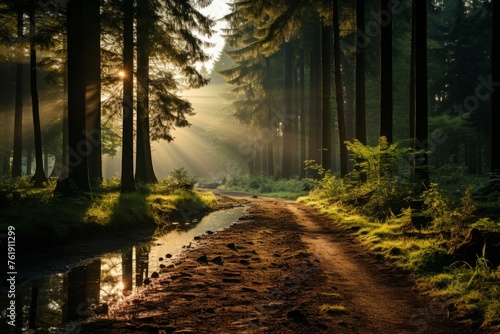 Sunlight filters through trees onto dirt road in forest landscape