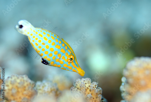 テングカワハギ　Proboscis kingfish