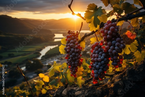 Seedless grapes on vine with river at sunset, sky painted in clouds