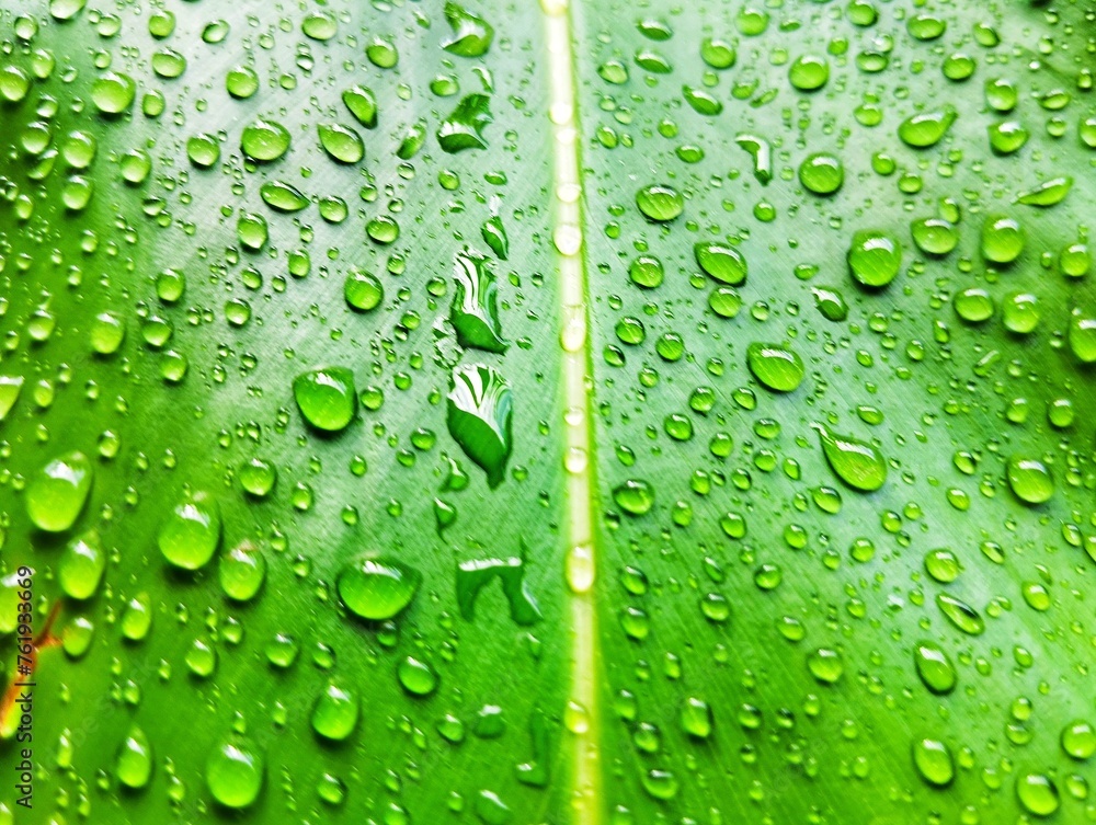 Water droplets on a green leaf Water droplets on a green leaf