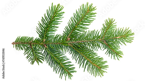 Top view of green fir tree spruce branch with needles isolated on transparent background