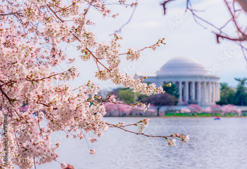 Washington, DC at the Tidal Basin and Thomas Jefferson Memorial during cherry blossom festival in spring season. photo