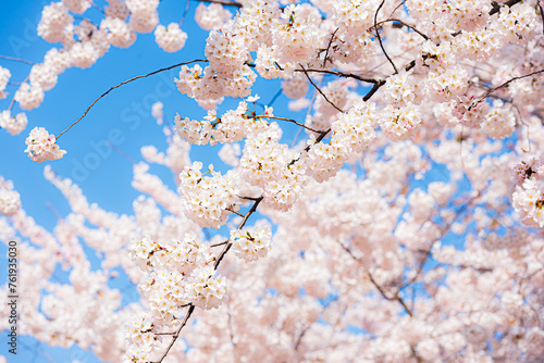 Peak bloom  Cherry Blossom Festival in Washington DC.