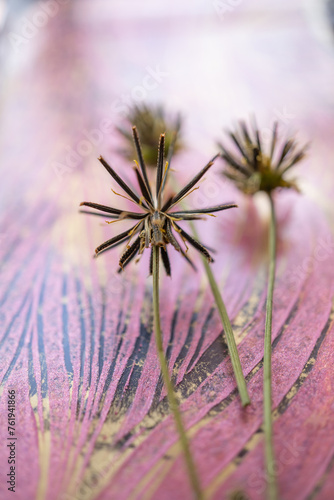 planta seca con picos con fondo rosa ornamental poca profundidad de campo photo