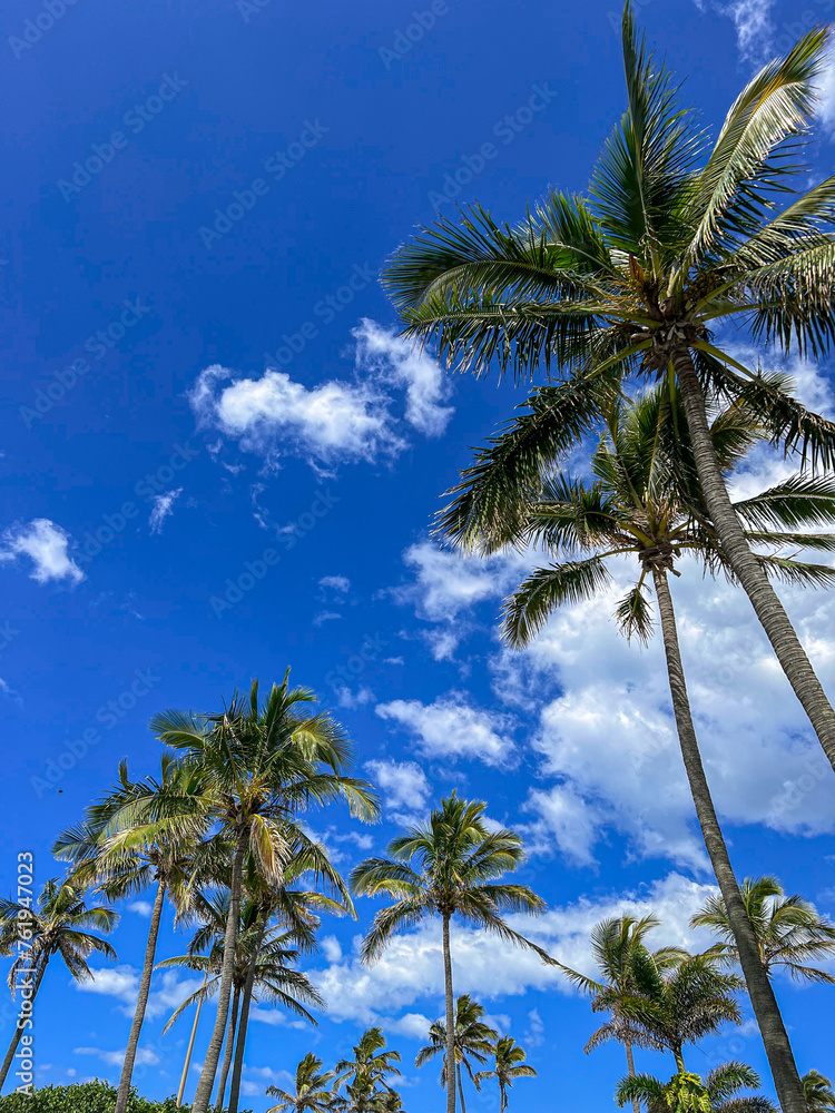 Palm trees, main beach, Gold Coast, blue sky, resort, palm, tree, tropical, sky, nature, beach, trees, travel, palm tree, summer, green, island, vacation, palms, plant, landscape, paradise, tourism