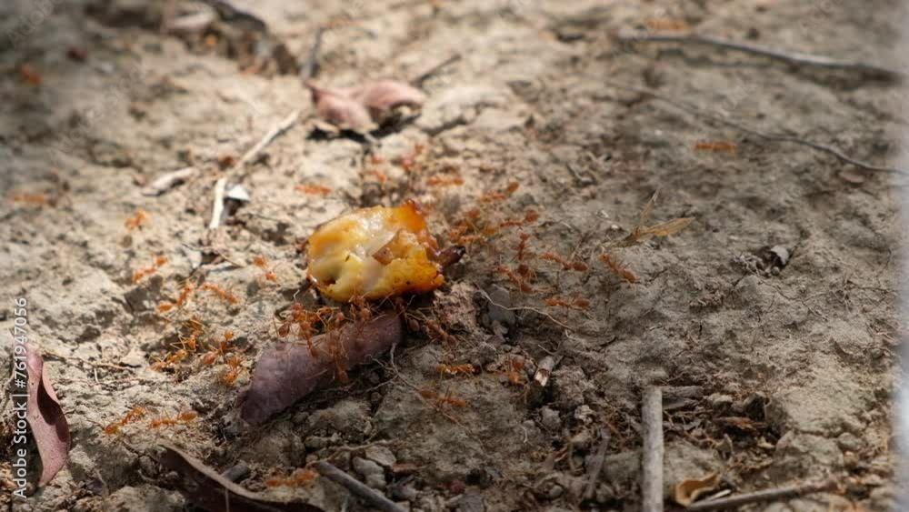 Orange ants are helping to carry food back to their nest on the dry ground in summer, where the shadows of leaves are fluttering. Orange ants are helping to carry food back to their nest on the dry ground in summer, where the shadows of leaves are fluttering.