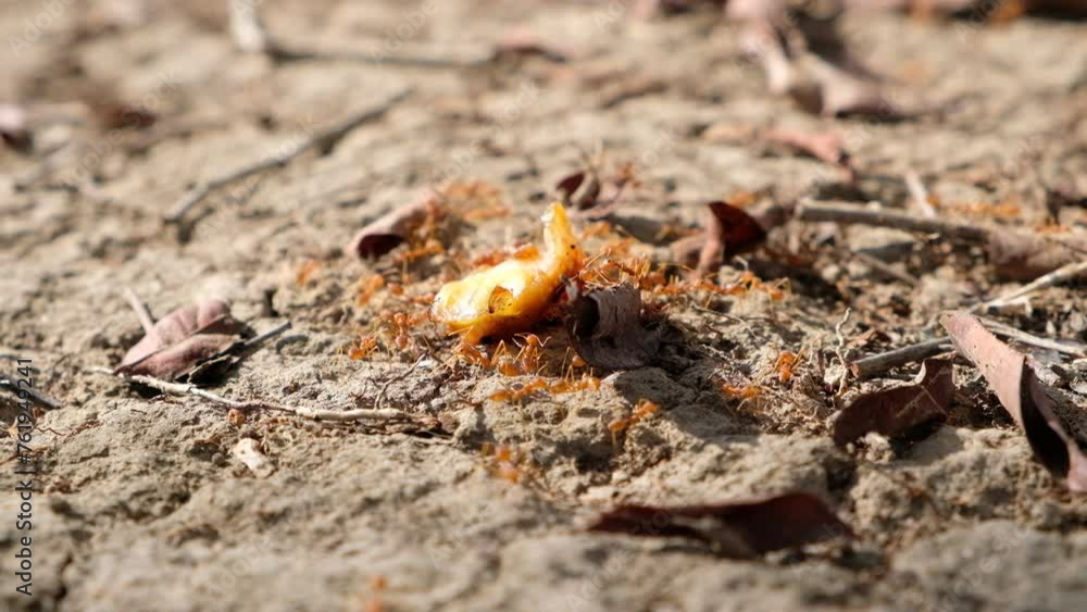 An army of ants carry food back to their nest on a sunny summer day. An army of ants carry food back to their nest on a sunny summer day.