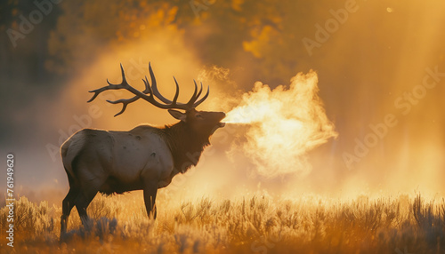 An elk is bugling at sunset, its breath visible as a mist against the golden light photo