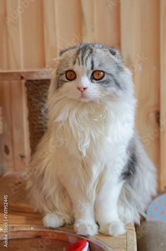 Portrait of cute Persian Scottish fold cat sitting in cat house and looking beside.