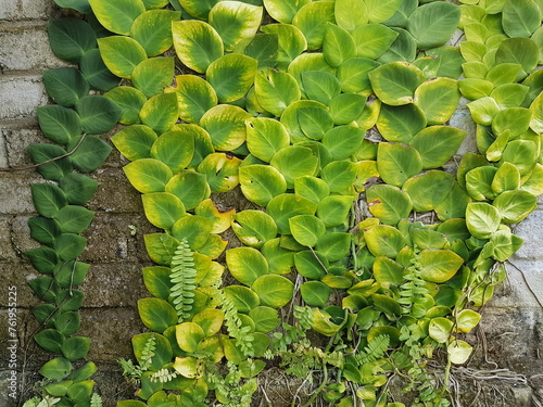 Textured Bright green leaves of creeper plants Rhaphidophora celatocaulis Hayi korthalsii Schott plants growing climbing that spreads over on old cement wall. photo