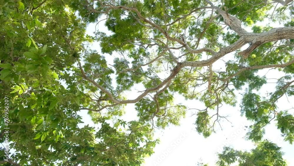 Big tree with green leaves sway beautifully in the breeze. Big tree with green leaves sway beautifully in the breeze.