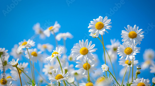 Close-up image of daisy flower field © Doraway