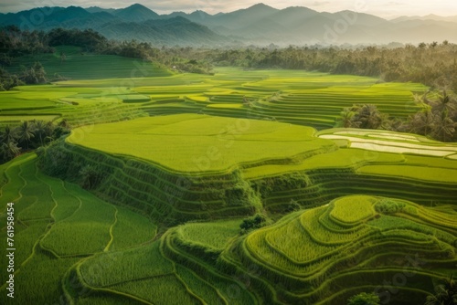 Aerial view of vast and fertile rice field in the countryside. agriculture, farming and harvesting concept