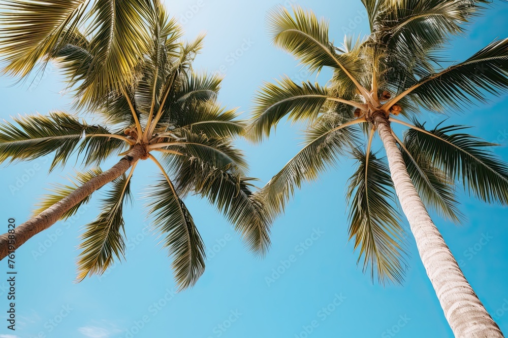 Low angle view of tropical palm trees over clear blue sky background with copy space Low angle view of tropical palm trees over clear blue sky background with copy space