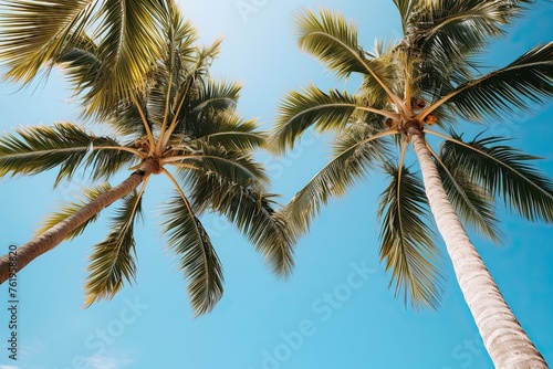 Low angle view of tropical palm trees over clear blue sky background with copy space
