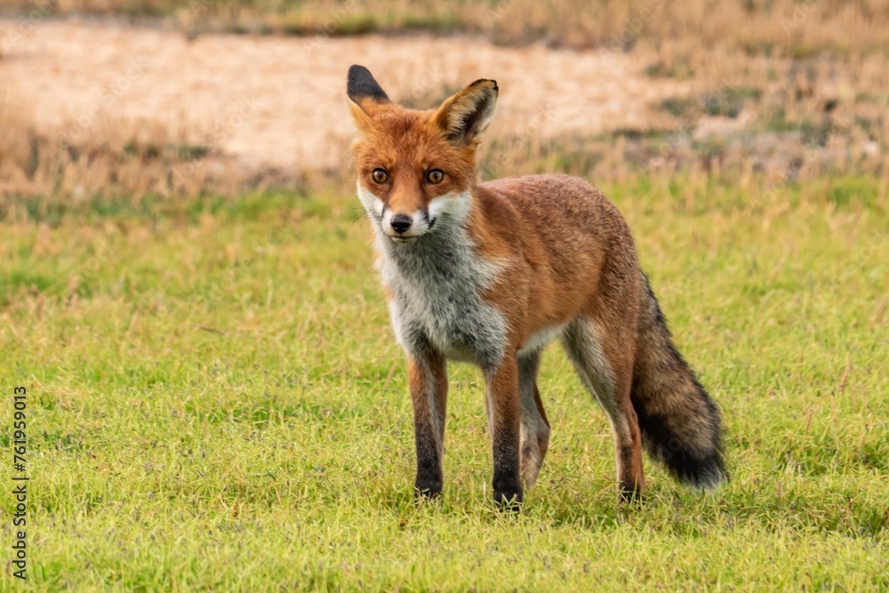 Obraz premium Fox