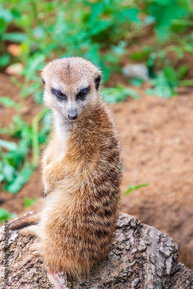 Fototapeta premium Meerkat, Suricata suricatta, on hind legs. Portrait of meerkat standing on hind legs with alert expression. Portrait of a funny meerkat sitting on its hind legs.