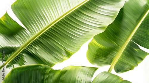 Banana leaf isolated white background, bright green present comforting moisture