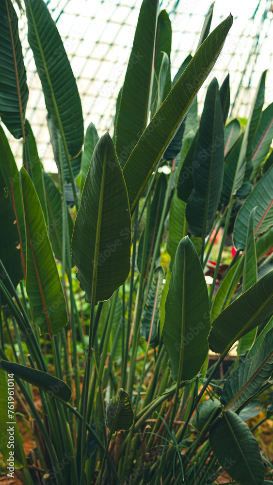 Obraz premium cactus in the garden