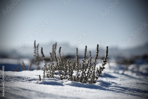 plant growing in winter snow, short bushes