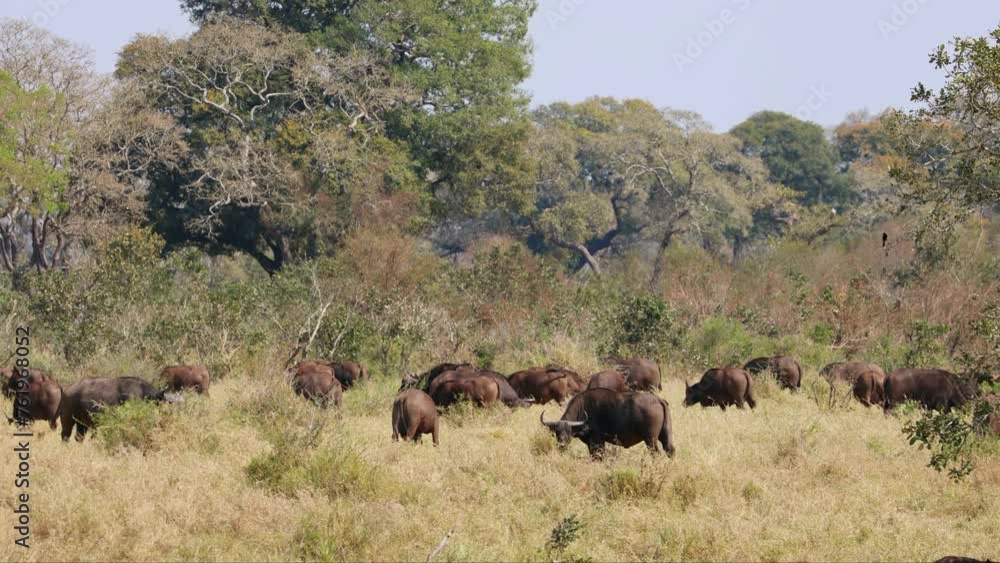 African buffaloes (Syncerus caffer) grazing in heat haze, Kruger National Park, South Africa African buffaloes (Syncerus caffer) grazing in heat haze, Kruger National Park, South Africa