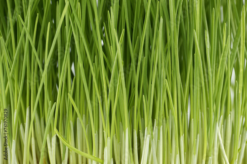 Fresh green wheatgrass stalks in close up