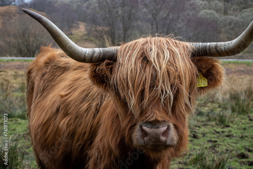 Close up of Highland Cow