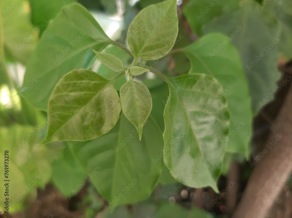 leaves on a tree leaves on a tree