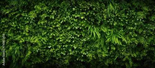 Green wall texture © Lasvu