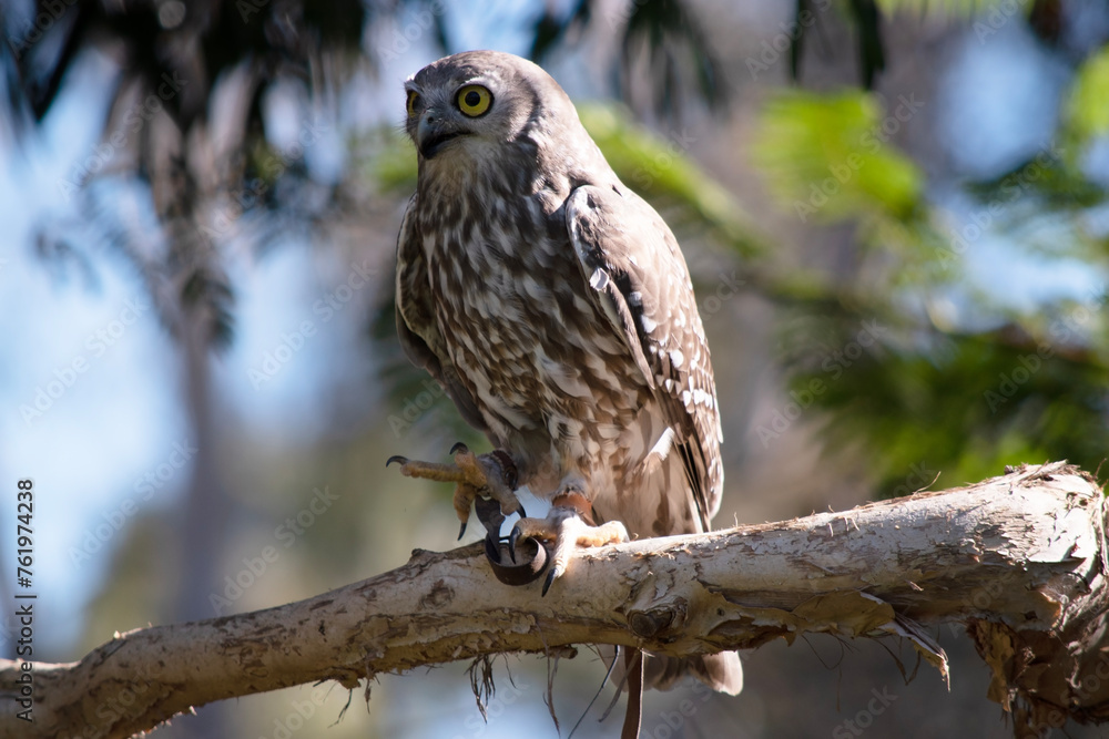 The barking owl has bright yellow eyes and no facial-disc. Upperparts are brown or greyish-brown, and the white breast is vertically streaked with brown. The barking owl has bright yellow eyes and no facial-disc. Upperparts are brown or greyish-brown, and the white breast is vertically streaked with brown.