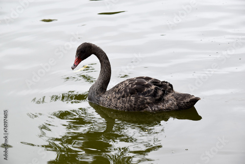 Fototapeta Naklejka Na Ścianę i Meble -  the black swan has black feathers edged with white on its back and is all black on the head and neck.  It has a red beak with a white stripe and red eyes