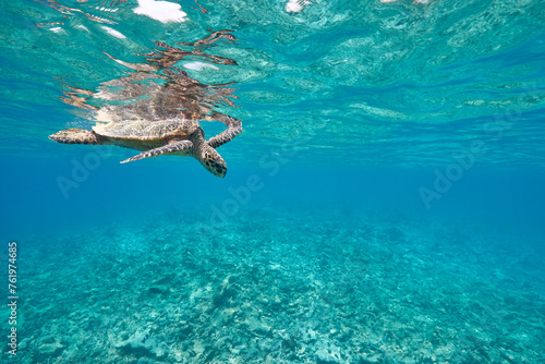 Fototapeta Naklejka Na Ścianę i Meble -  Hawksbill sea turtle swimming in blue lagoon
