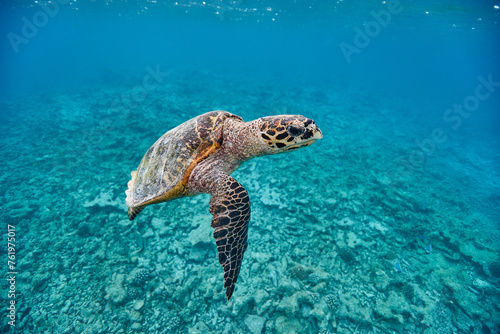 Hawksbill sea turtle swimming in blue lagoon