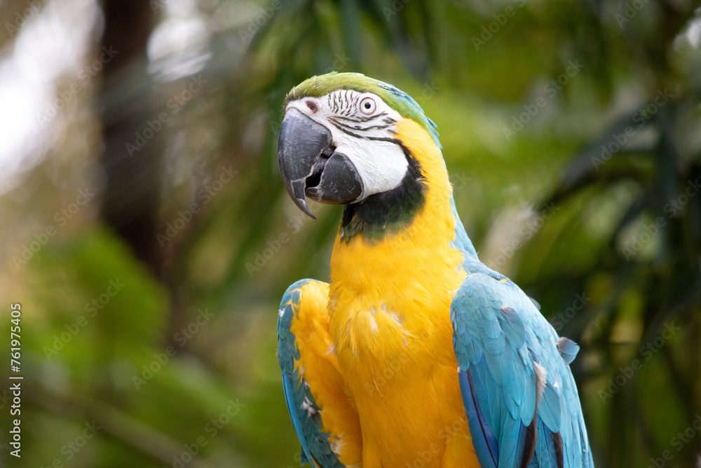 The blue and gold macaws forehead feathers are green. Wing feathers are blue with green tips; underwing coverts and breast are yellow-orange. The blue and gold macaws forehead feathers are green. Wing feathers are blue with green tips; underwing coverts and breast are yellow-orange.