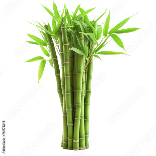 bamboo isolated on white
