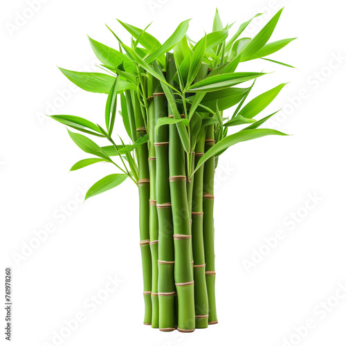 Green bamboo with leaves isolated on transparent background With clipping path. cut out. 3d render