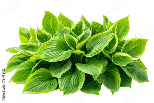 Green leaves hosta plant bush isolated on transparent background With clipping path. cut out. 3d render photo